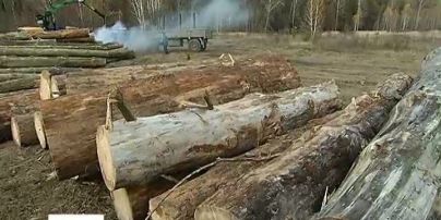 Селяне в селе Подлесье заблокировали дорогу, заметив незаконную вырубку соседнего леса