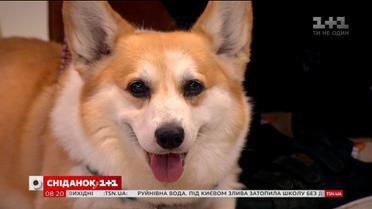 У гостях "Сніданку" - власниця вельш-коргі Анастасія Кудрявцева та її улюбленці