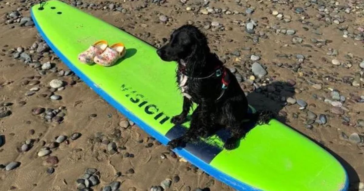 Собака Ариэль