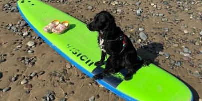 Шестилапа собака-"русалка" знайшла новий дім біля моря – фото