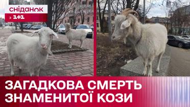 Була зіркою Instagram. Загадкова смерть найвідомішої кози Києва