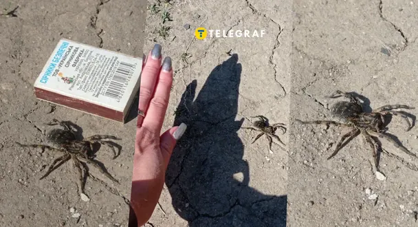 Південноруський тарантул. / © Телеграф