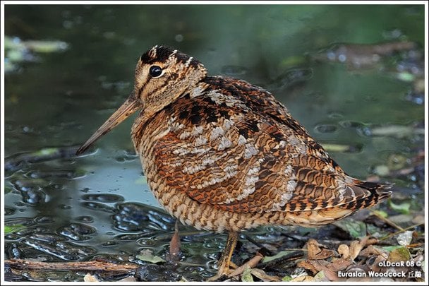 Фото bird-ukraine.pp.ua