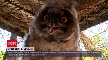 Знайшли совеня після обстрілу і назвали "Рядовим Мавіком" – що з пташеням тепер