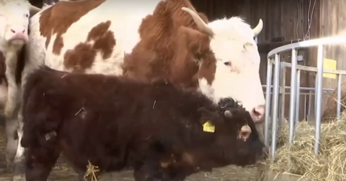 Має лише 80 см зросту: у Німеччині врятували від м'ясників одного з найменших у світі бичків