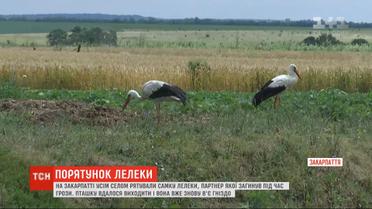 Селяне на Закарпатье помогли начать новую жизнь аисту после тяжелой драмы