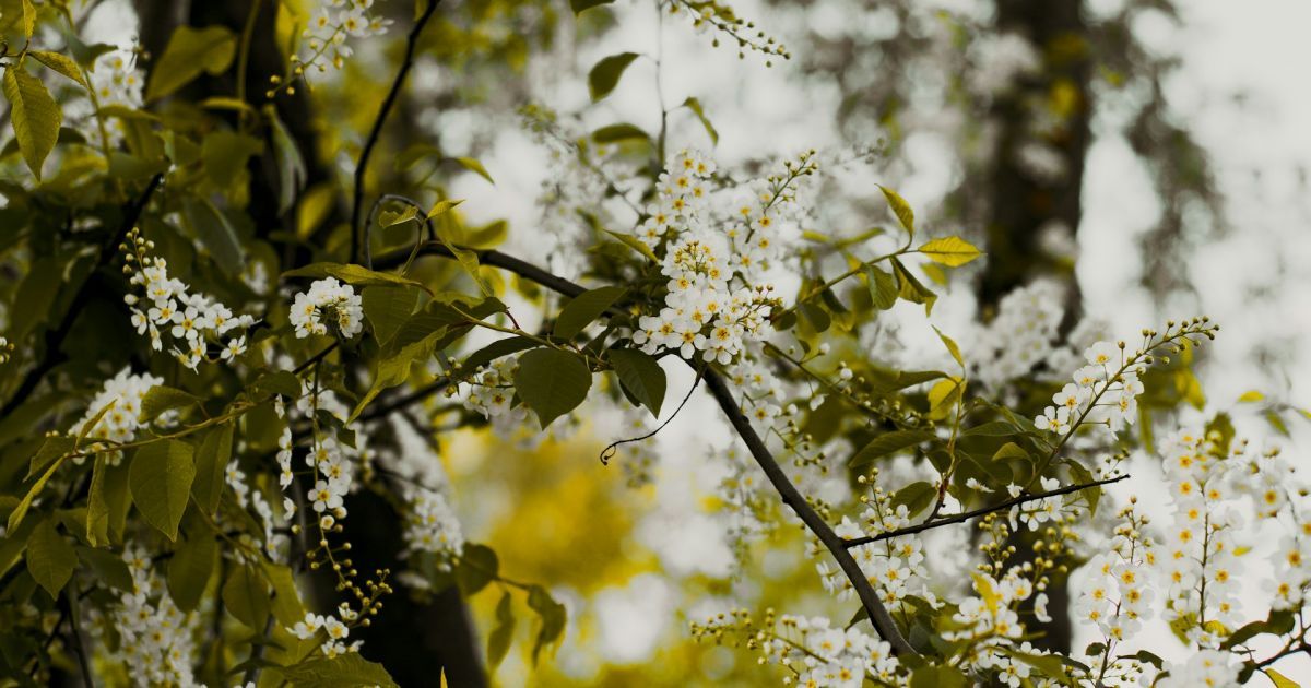Какое дерево любит тля – не сажайте его в саду