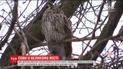 У середмісті Дніпра оселились два десятки вухатих сов