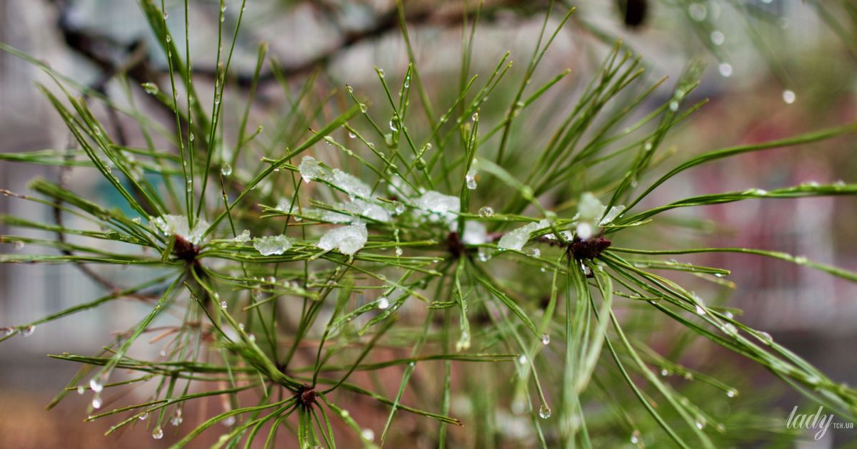Ель в льдинках