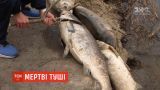 Масовий мор риби: вздовж Русанівського озера лежать більше 200 дохлих туш
