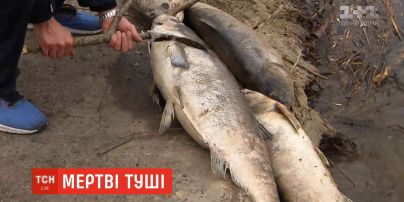 Масовий мор риби: вздовж Русанівського озера лежать більше 200 дохлих туш