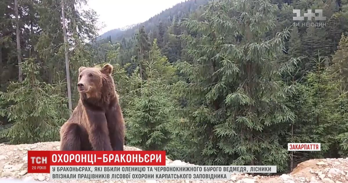 Працівників карпатського заповідника підозрюють у полюванні на червонокнижних тварин