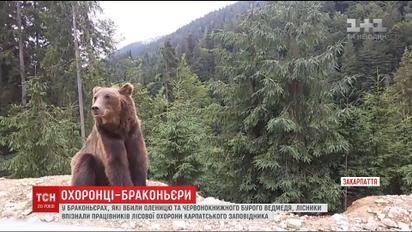 Працівників Карпатського заповідника підозрюють у полюванні на червонокнижних тварин