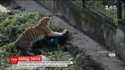 У Калінінграді працівниця зоопарку постраждала від лап амурського тигра під час годування
