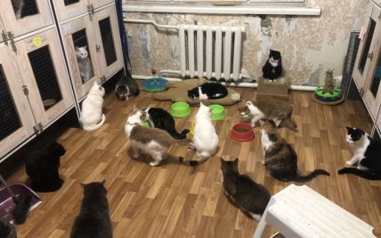 В Киеве более 80 кошек из приюта могут оказаться без крова: что случилось (фото)