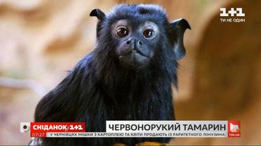 На які хитрощі йдуть самки червоноруких тамаринів, щоб керувати мавпячою родиною – Поп-наука