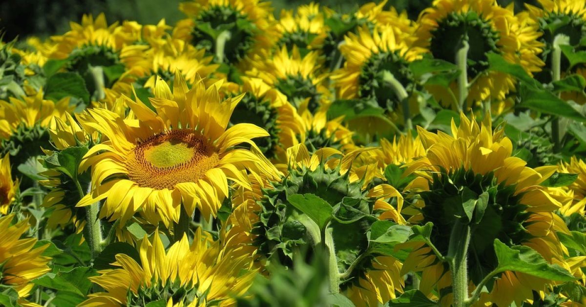 В Херсонской области фермер распахала курган ради выращивания подсолнечника