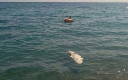 В анексованому Криму на пляжі знайшли мертвого крокодила