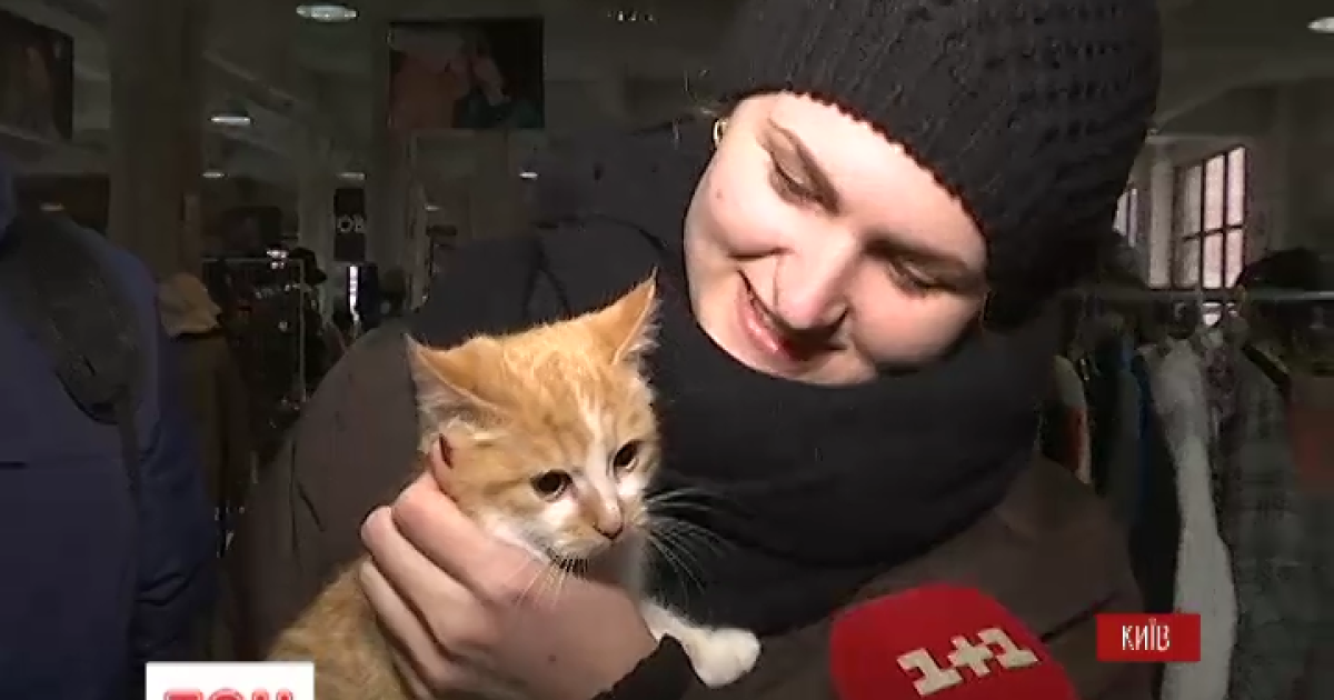 У Києві влаштували котячий ярмарок