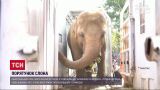 "Найсамотніший у світі" слон переїхав до нової домівки