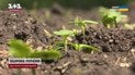 Субсидії фермерам / Скриншот із відео ТСН