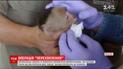 Мексиканські зоологи два тижні намагались впіймати маленьку мавпу