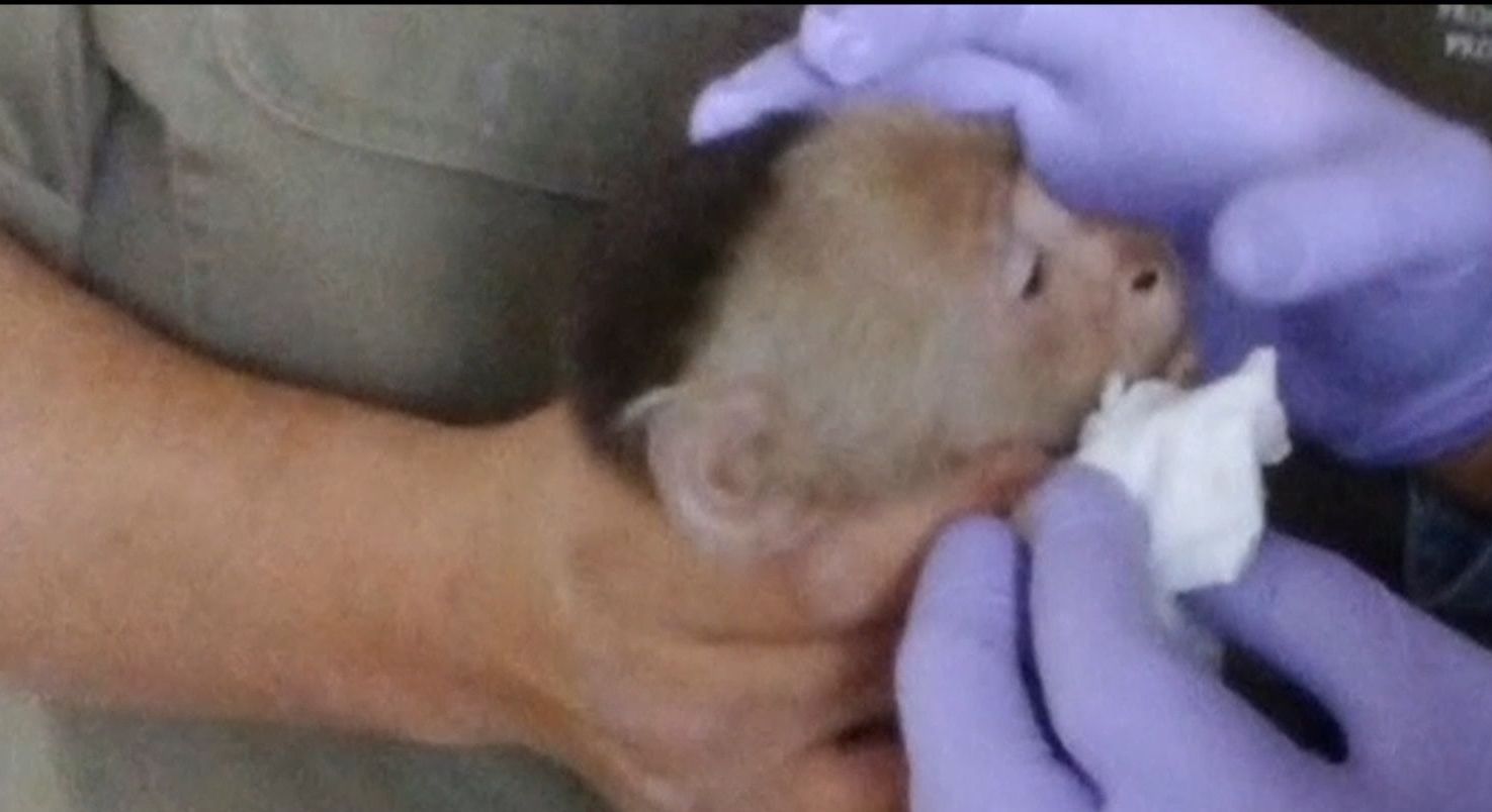 Мексиканські зоологи два тижні намагались впіймати маленьку мавпу