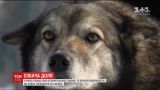 В Украине приняли закон об уголовной ответственности за жестокое обращение с животными