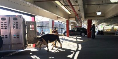 В Нью-Йорке корова сбежала из мясного магазина (видео)