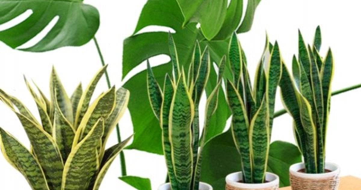 Рослини за знаком зодіаку