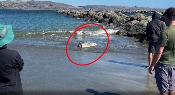 Риба-сонце / © Фото з відкритих джерел