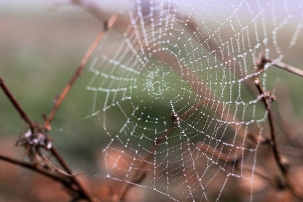 4 жовтня багато павутиння — до затяжної та сухої осені / © unsplash.com
