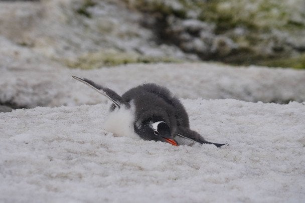 Пінгвіни / © Національний антарктичний науковий центр