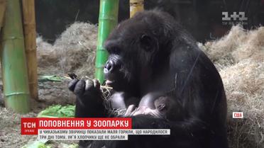 У чиказькому зоопарку показали маля горили