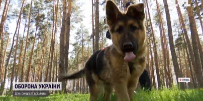 Конкурент Патрона: 4-місячний вівчарка Байрактар вже починає брати навчальний слід