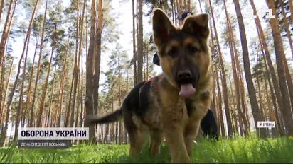 Конкурент Патрона: 4-місячний вівчарка Байрактар вже починає брати навчальний слід
