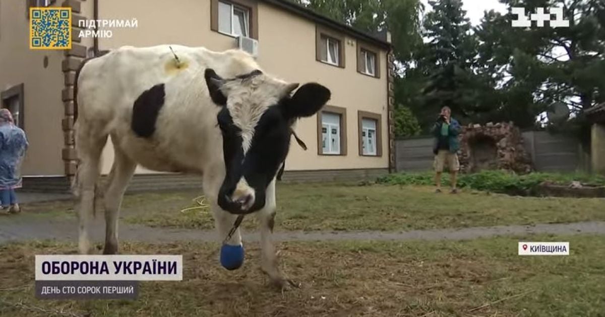 На Київщині виходили корову з відірваним копитом, тепер її відправляють на реабілітацію і протезування до Німеччини