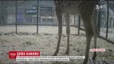 В британском зоопарке родился детеныш редчайшего подвида жирафа