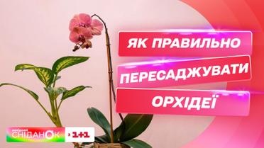 Пересаживаем орхидеи правильно: об уходе за растением рассказала эксперт Елена Самойлюк