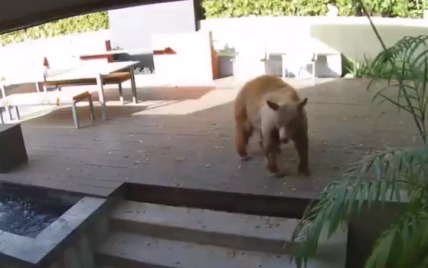 У Каліфорнії два маленькі песики героїчно протистояли великому ведмедю: той вдерся у будинок