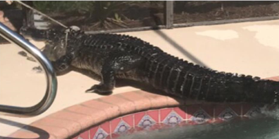 Во Флориде в частном бассейне "поселился" двухметровый аллигатор