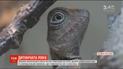 В британском зоопарке составили перечень из десяти самых популярных малышей, родившихся в этом году