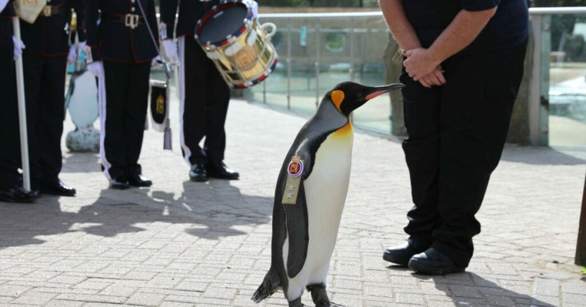 Пінгвін сер Нільс Улаф III  отримав звання генерал-майора / Фото: Edinburgh Zoo
