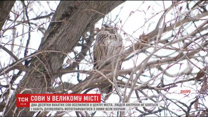 Орнітологів здивувала поведінка вухатих сов у центрі Дніпра