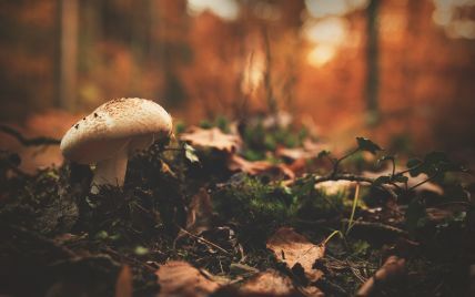У Івано-Франківській області п'ятеро людей отруїлися грибами: серед них діти