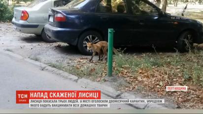 Осторожно, бешенство: в Миргороде лиса покусала трех человек