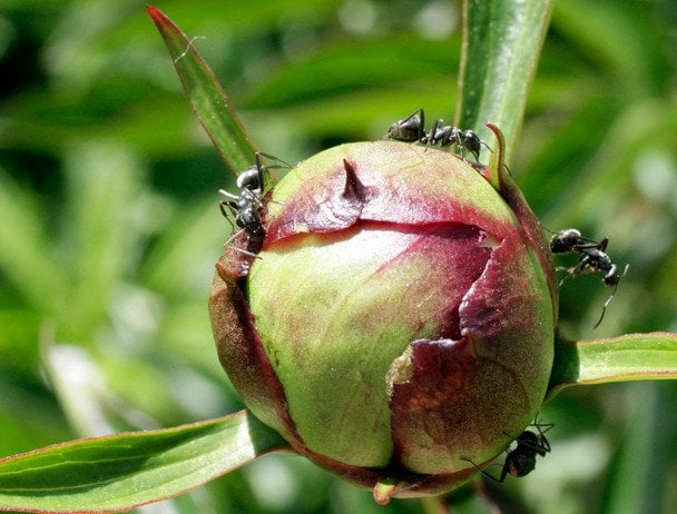 Півонії / © Associated Press