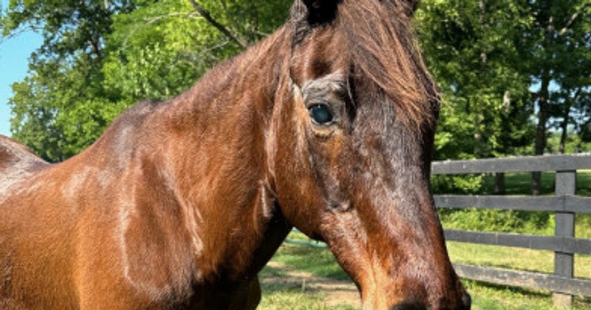 Самая старая лошадь мира