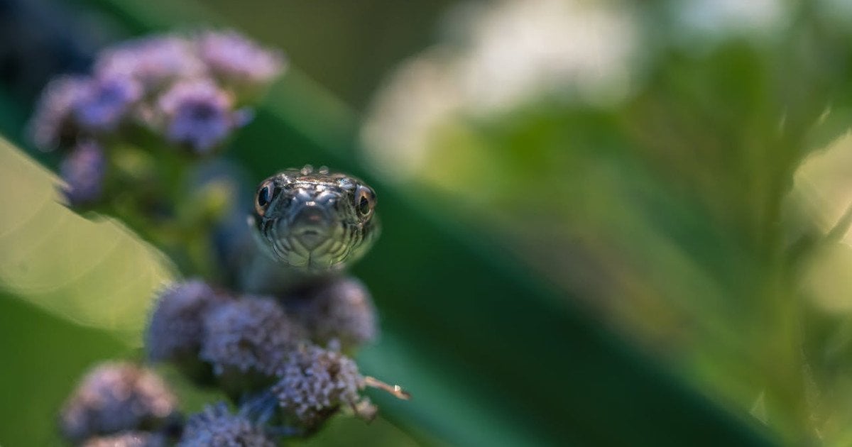 Що приваблює змій до вашого подвір'я