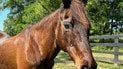 Самая старая лошадь мира